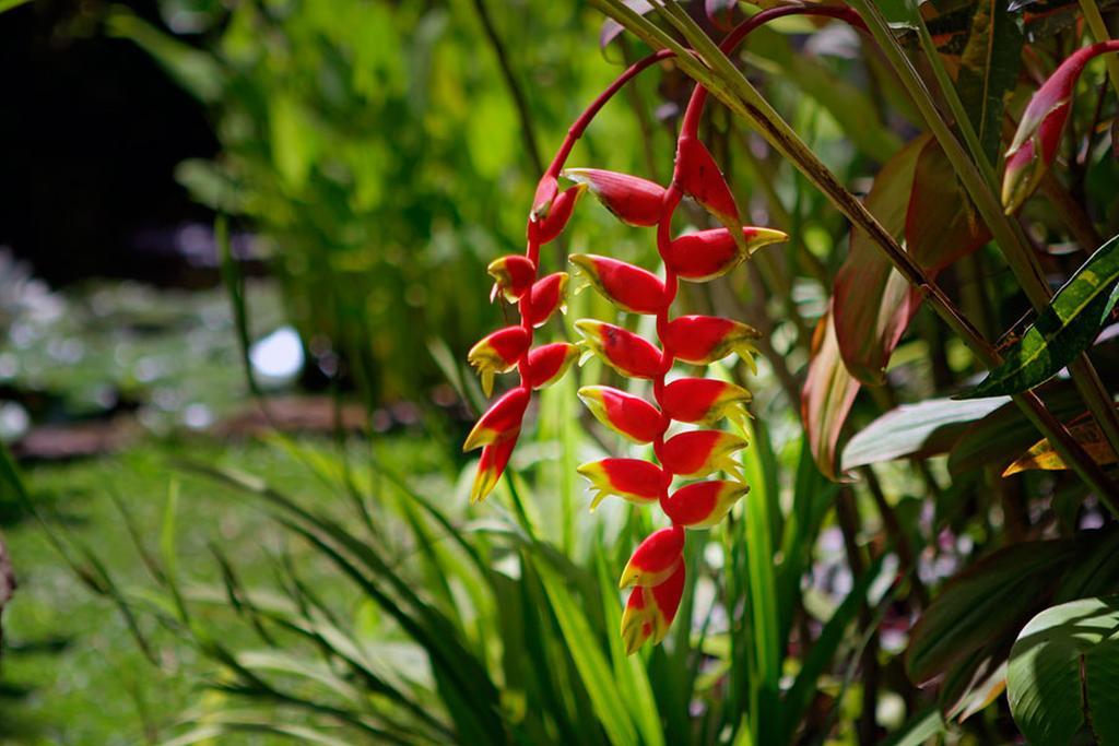 Villa Hibiscus Sanur Eksteriør bilde