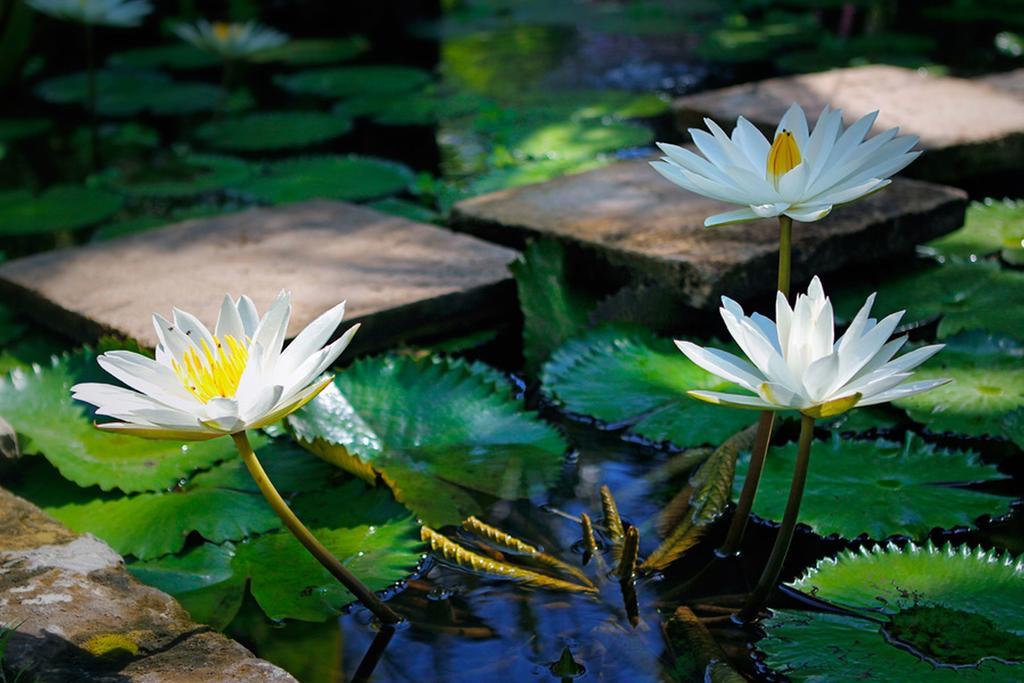 Villa Hibiscus Sanur Eksteriør bilde